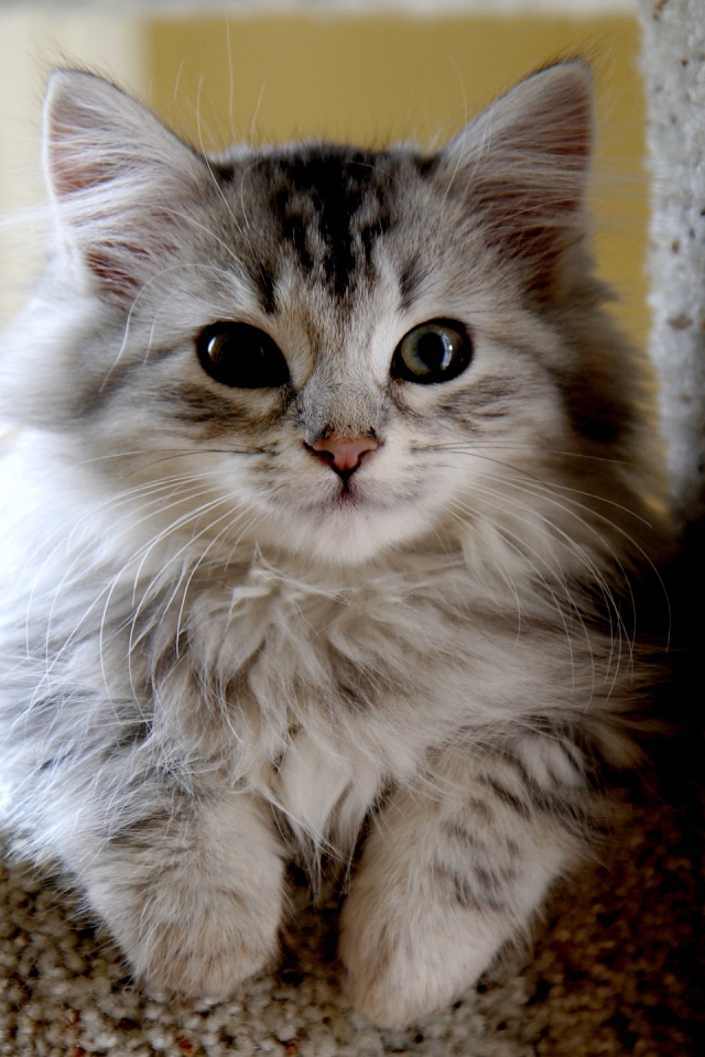 Маленький красивый сибирский кот