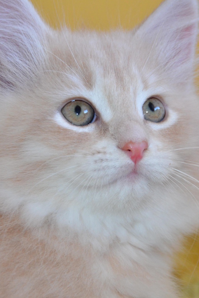 Small beautiful Siberian cat close-up