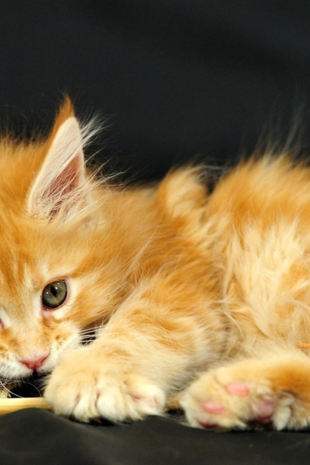 Маленький красивый рыжий кот и перо