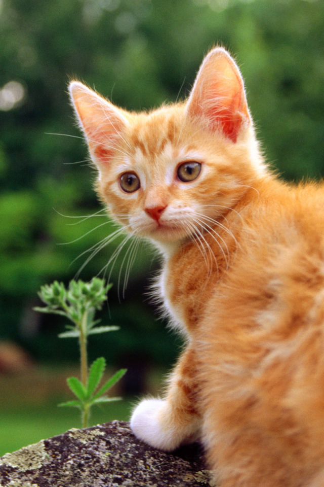 Маленький красивый рыжий кот на камне