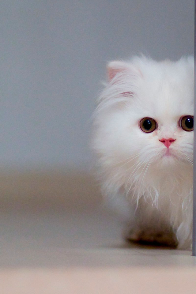 Маленький красивый белый кот спрятался