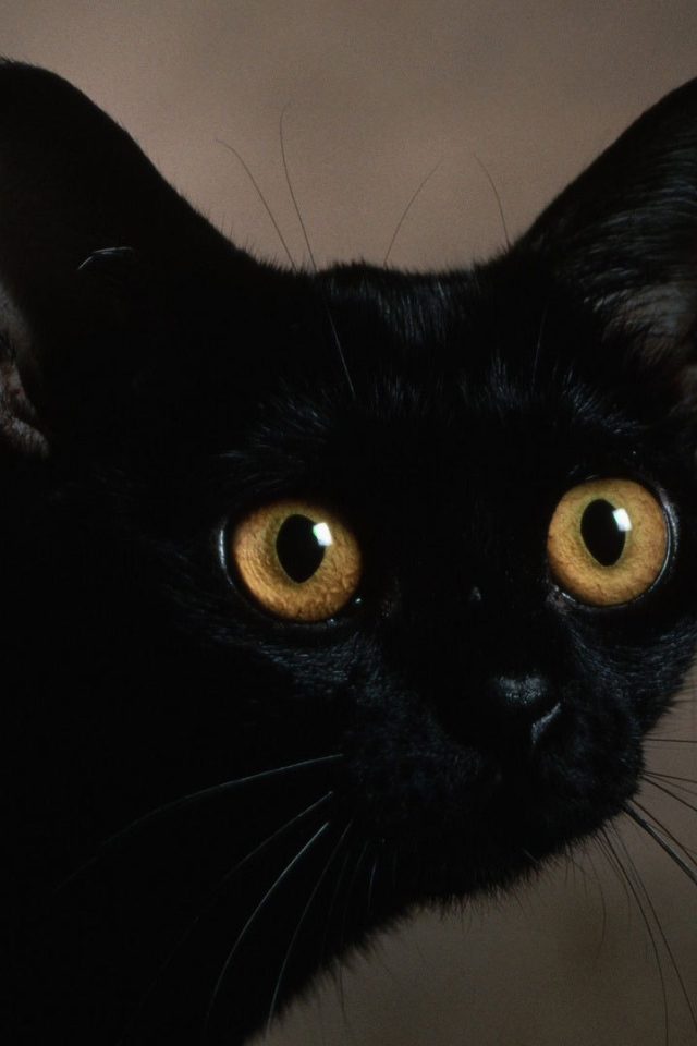 Маленький усатый чёрный кот