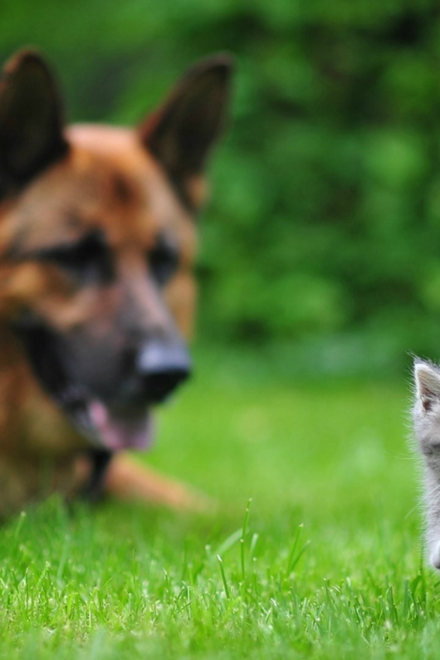Маленький кот и большой пёс, первые шаги