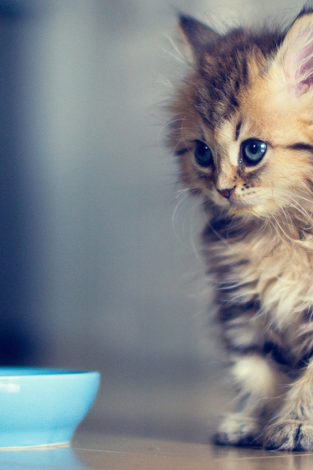 Маленький кот просит молока