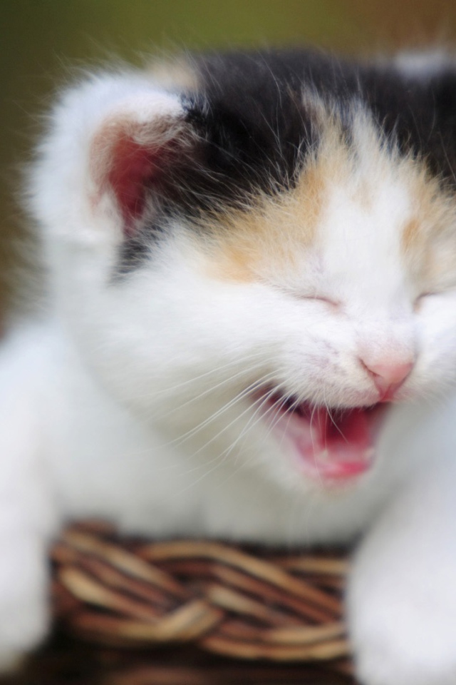 Маленький кот зовёт маму