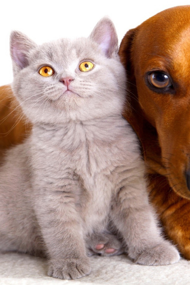 Серый маленький кот и пёс