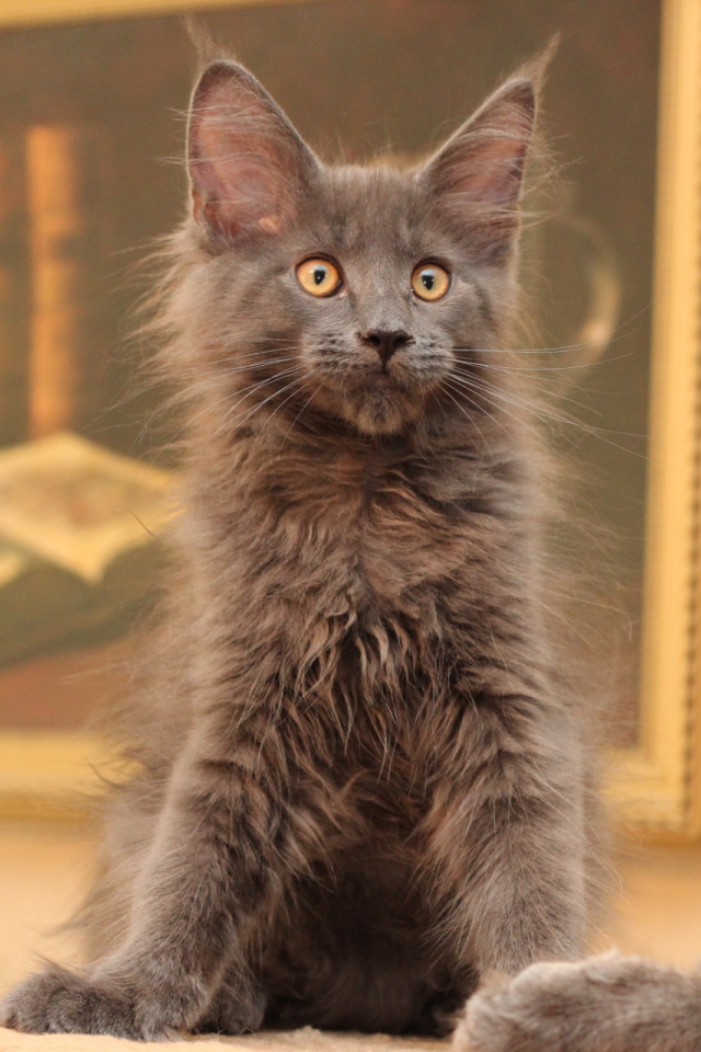 Маленький серый игривый кот мейн-кун