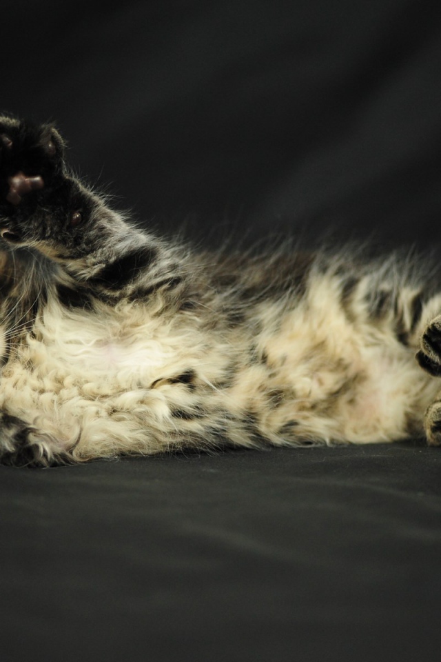 Маленький игривый кот мейн-кун на чёрном фоне