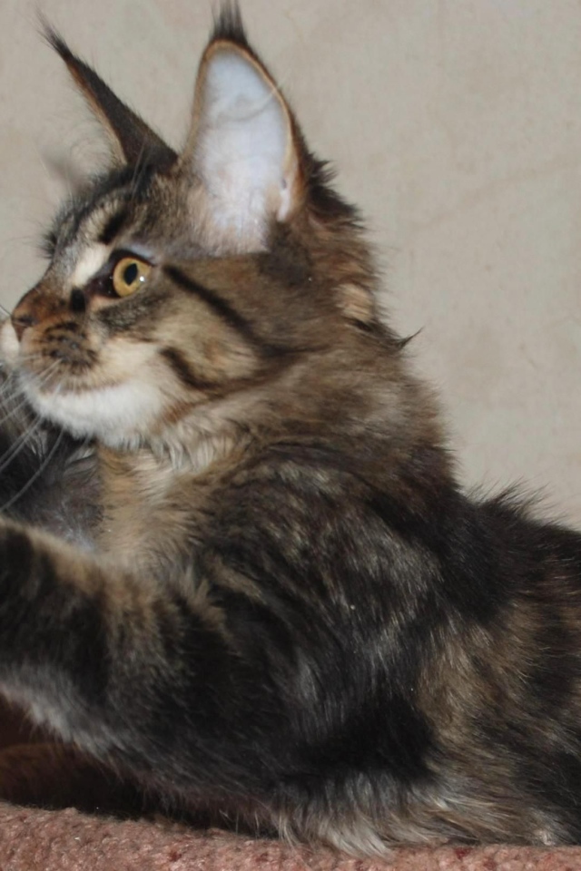 Маленький игривый кот мейн-кун