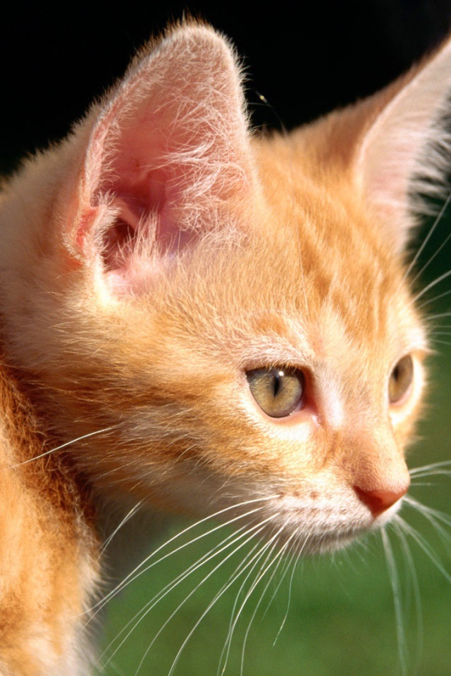 Маленький рыжий кот на природе