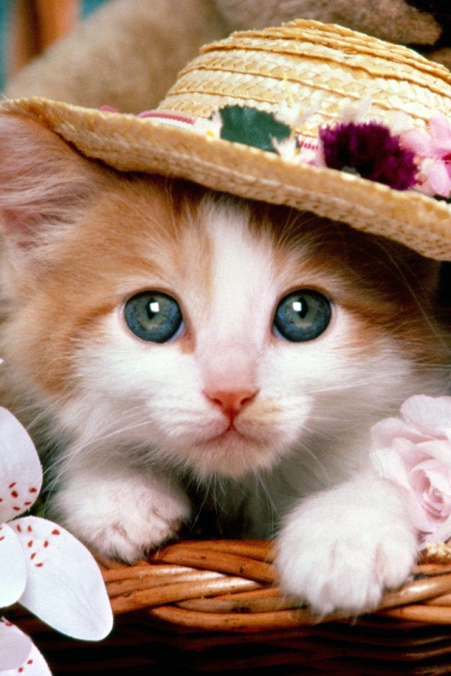 Маленький рыжий кот в шляпе