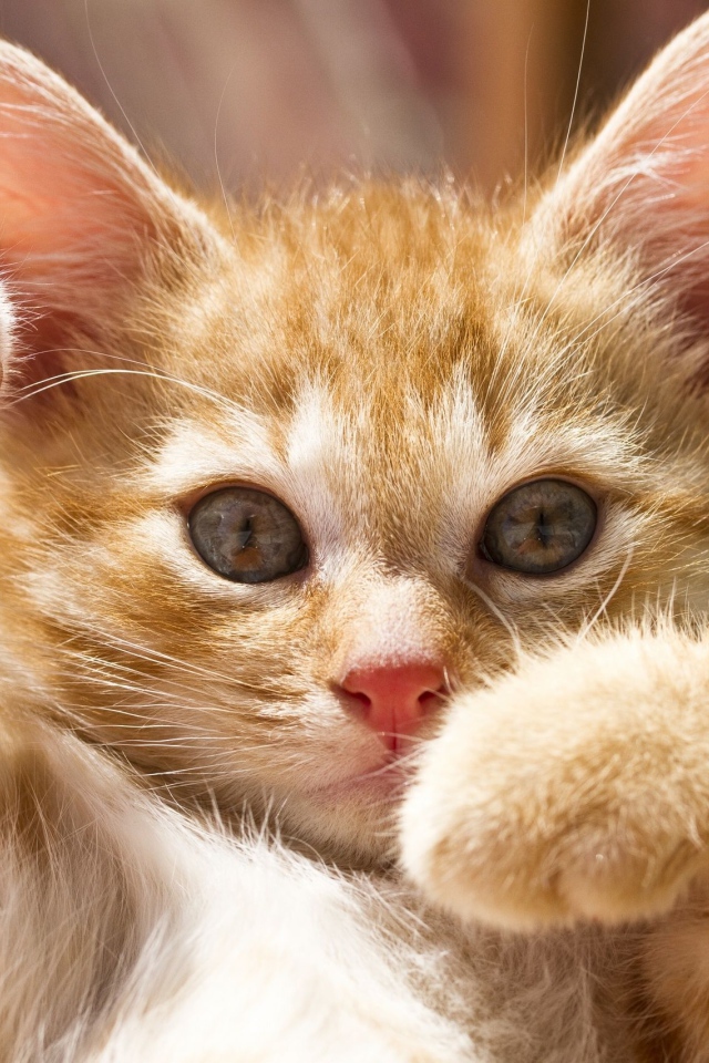 Маленький рыжий кот играется