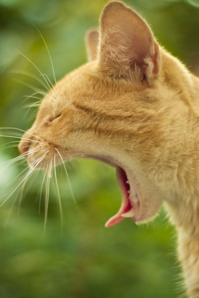 Маленький рыжий кот зевает