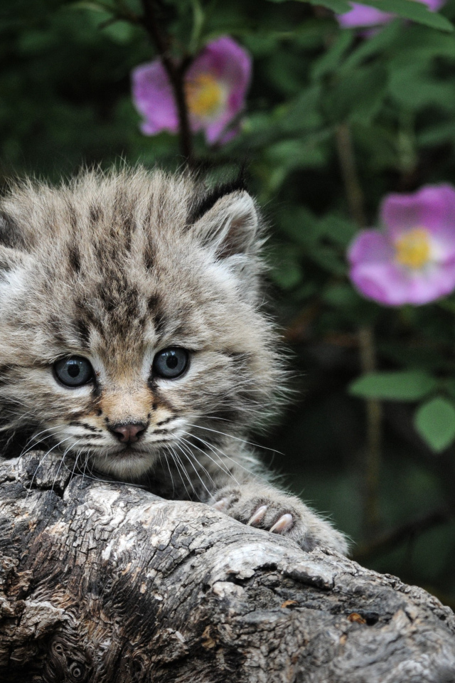 Маленький серебристый кот мейн-кун на дереве