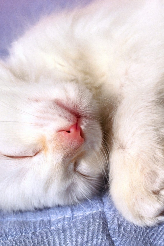 Маленький белый кот видит десятый сон