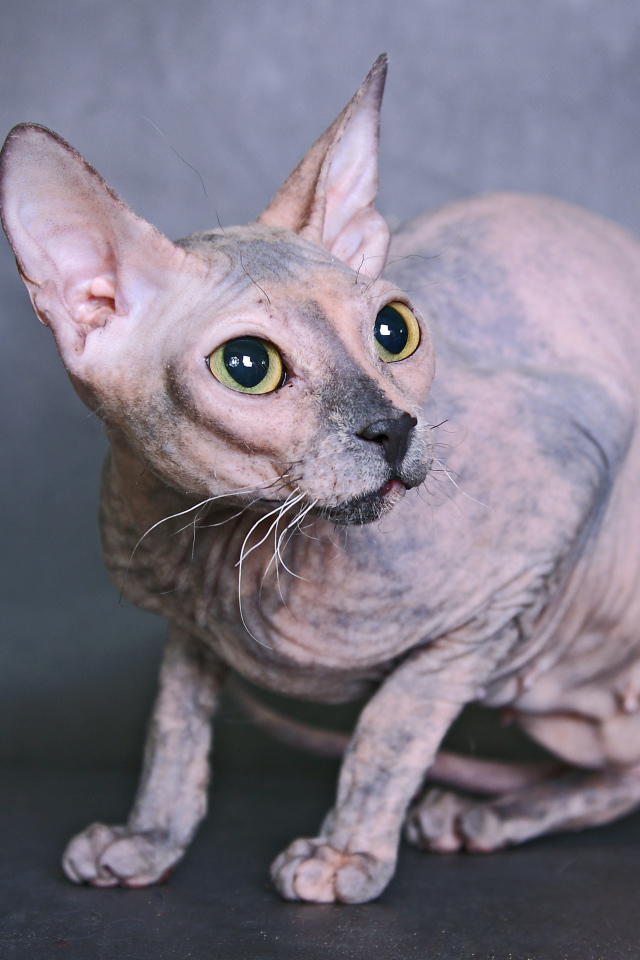 Кот сфинкс на сером фоне