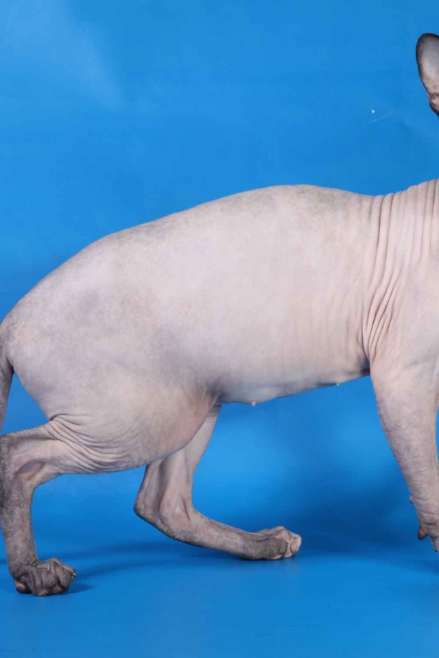 Кот сфинкс и яблоко на голубом фоне