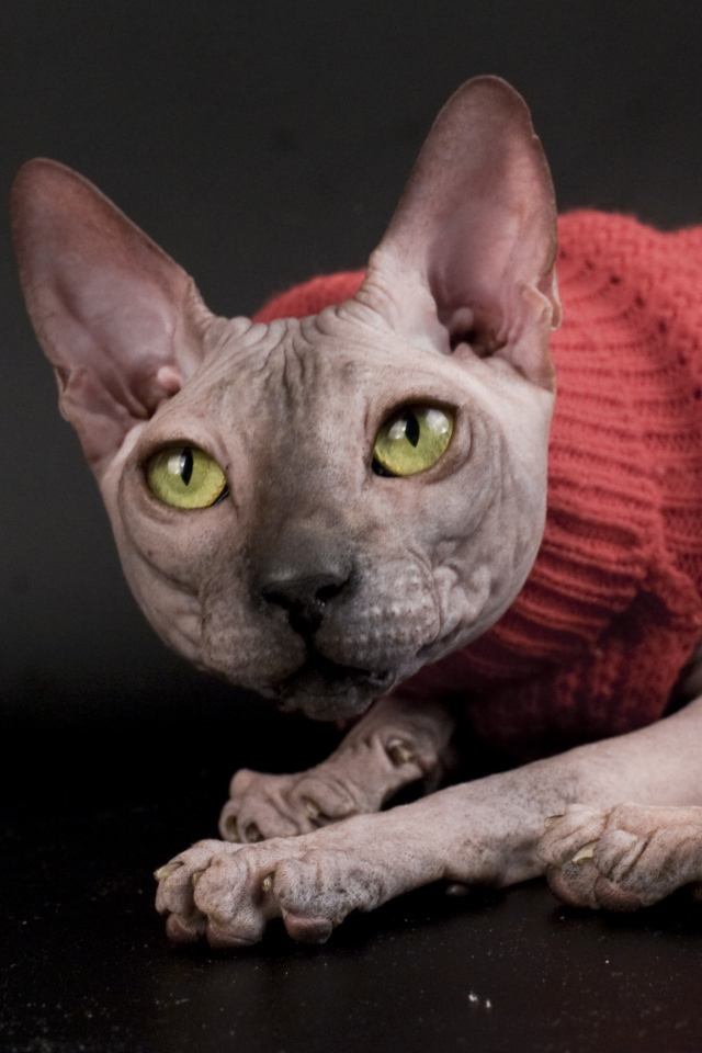 Кот сфинкс в свитере