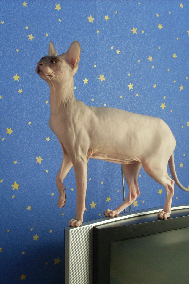Кот сфинкс стоит на телевизоре