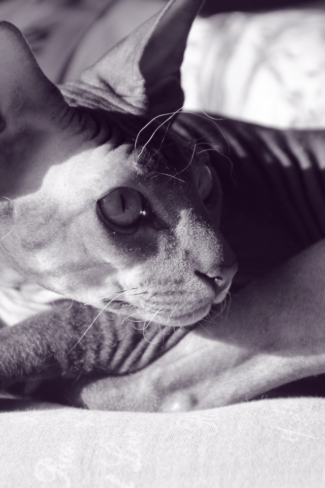 Игра сокровища сфинкса. Программа сфинкс контроль доступа. Игра сфинкс. Лысый кот на аву. Приложение сфинкс.