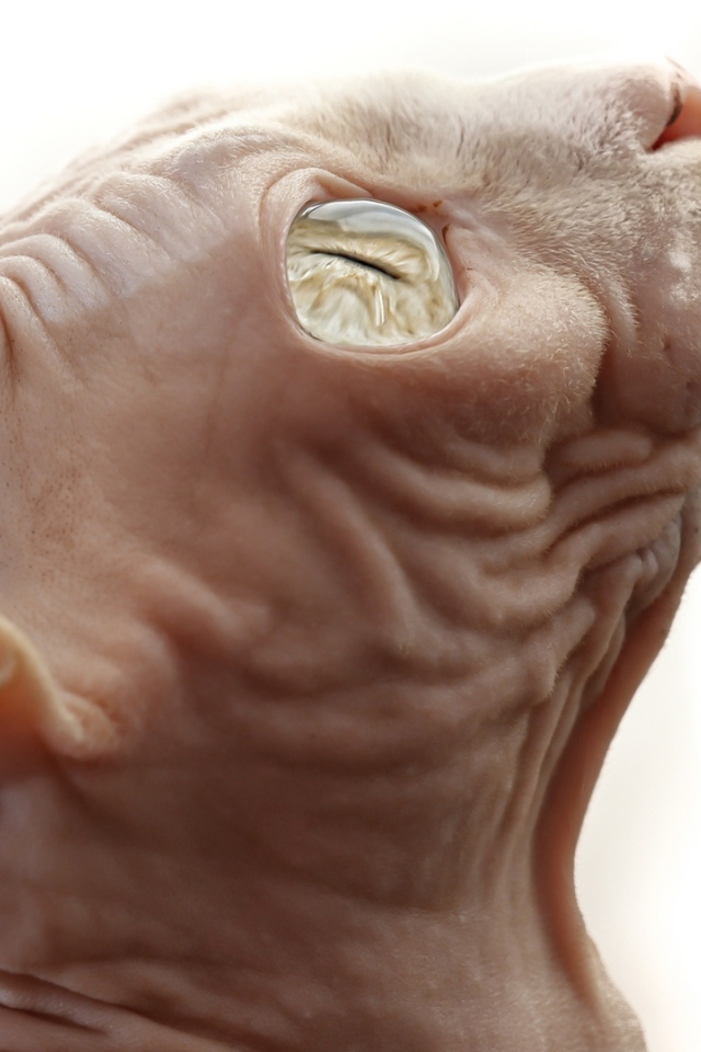 Кот сфинкс на белом фоне