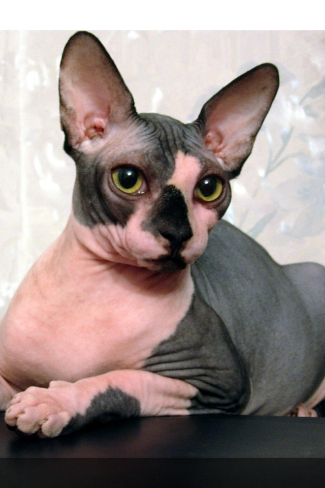 Кот сфинкс отдыхает на столе