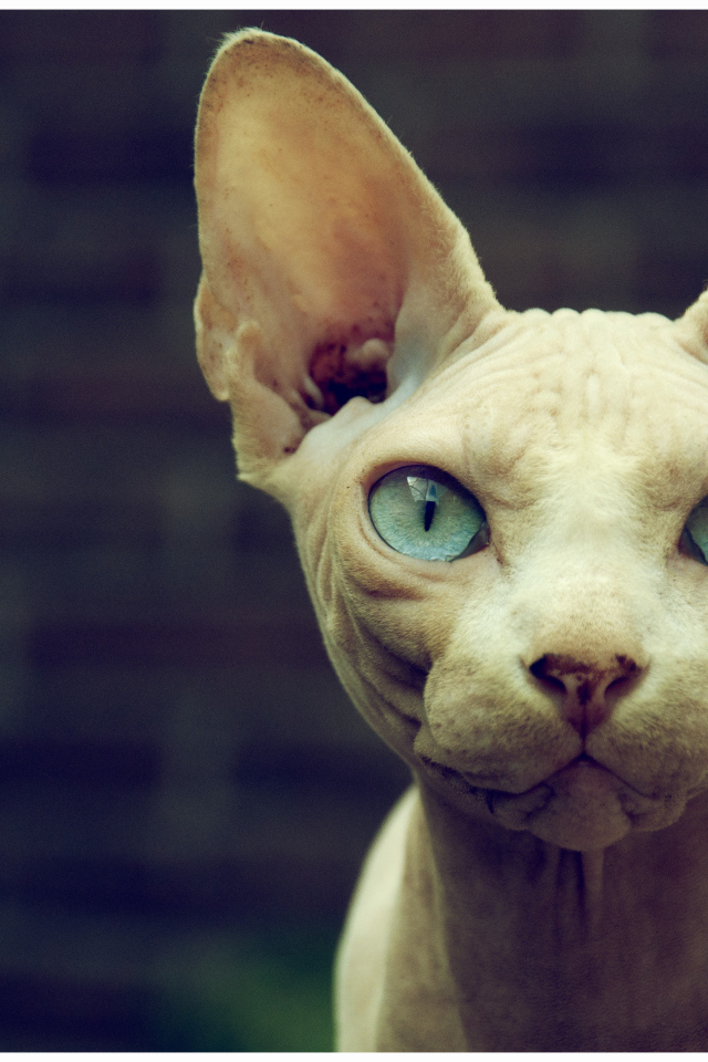 Кот сфинкс с голубыми глазами
