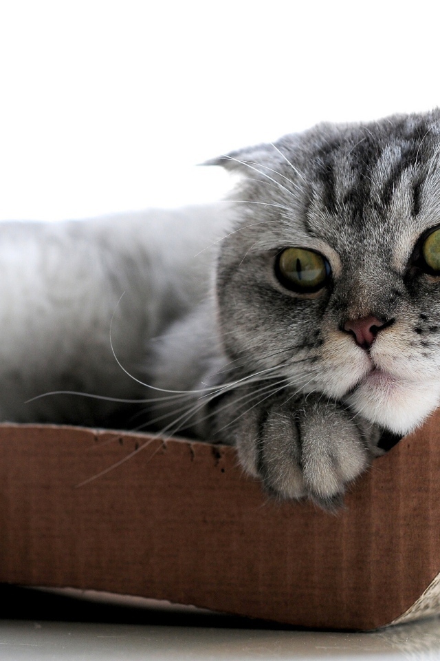 Удивленный шотландский вислоухий кот с зелёными глазами