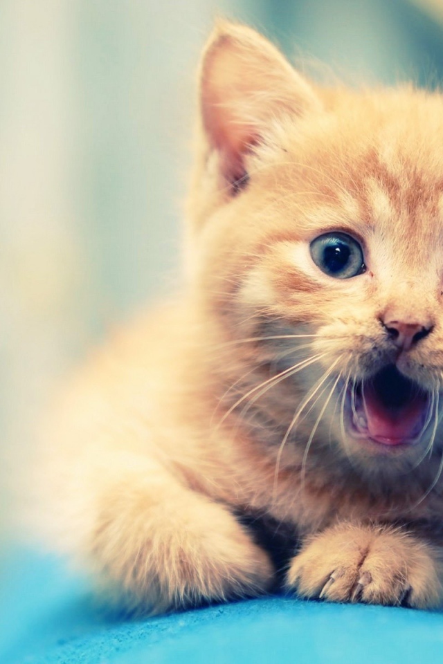 Удивлённый маленький рыжий кот