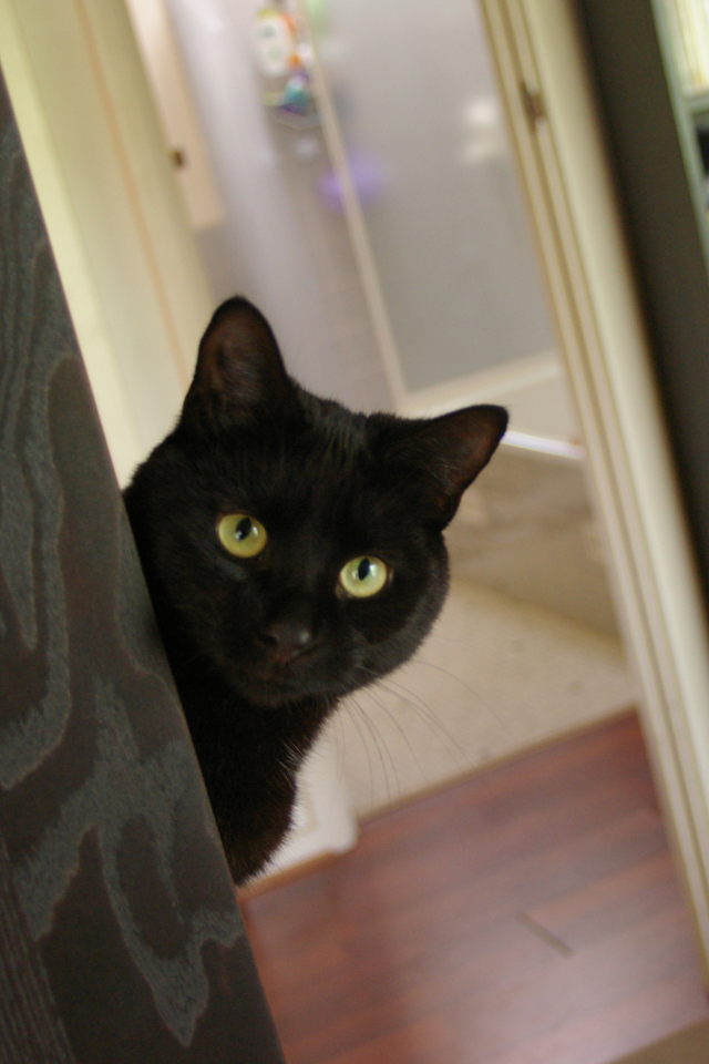 Подозрительный чёрный кот