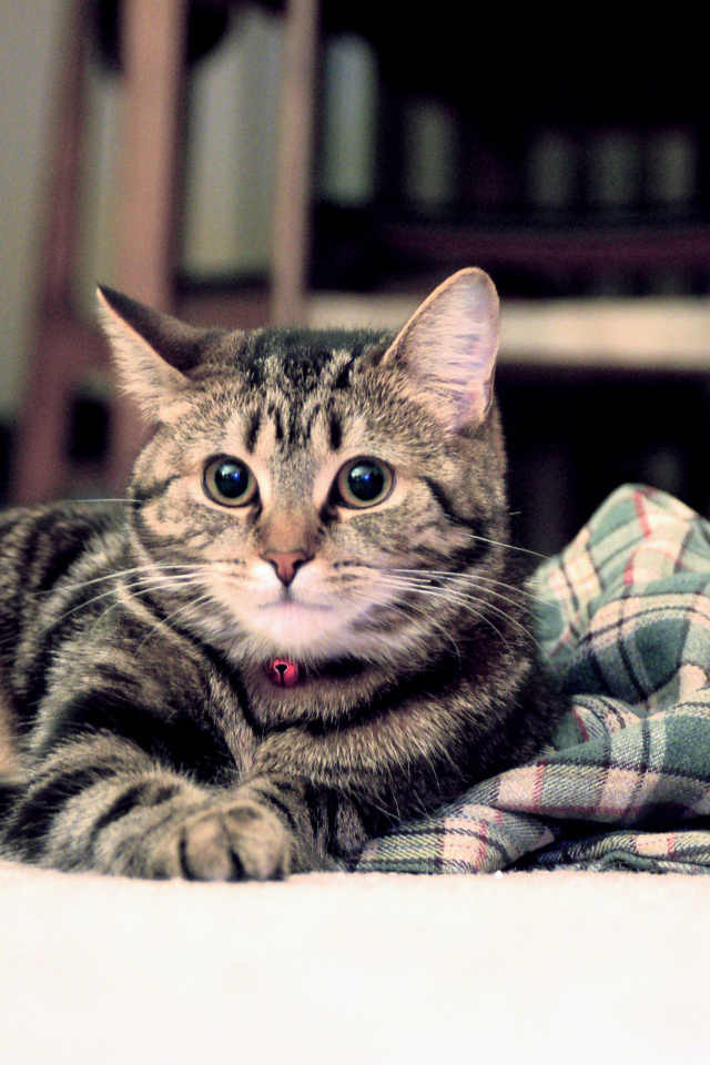 Полосатый котик