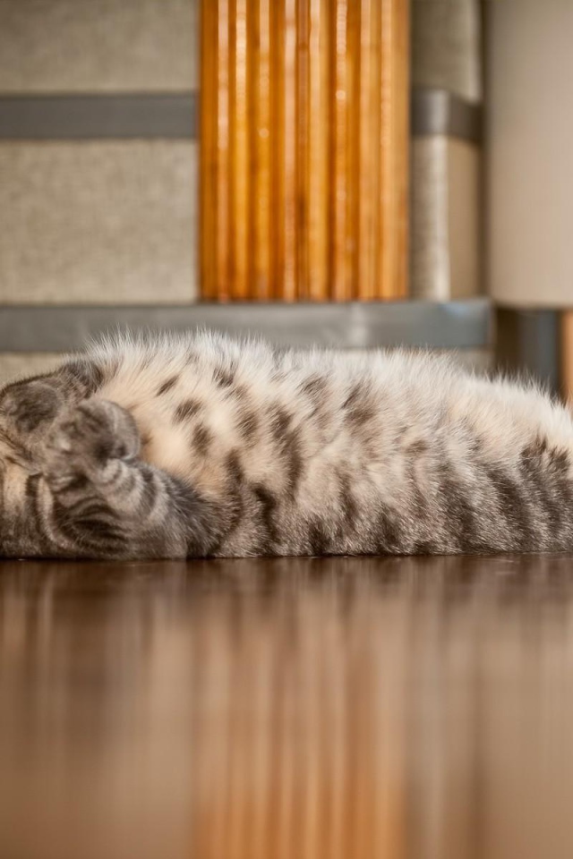 Полосатый кот развалился