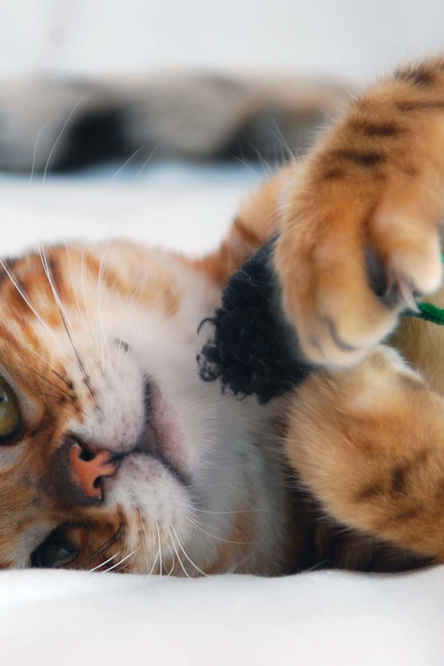 Бенгальский кот играется