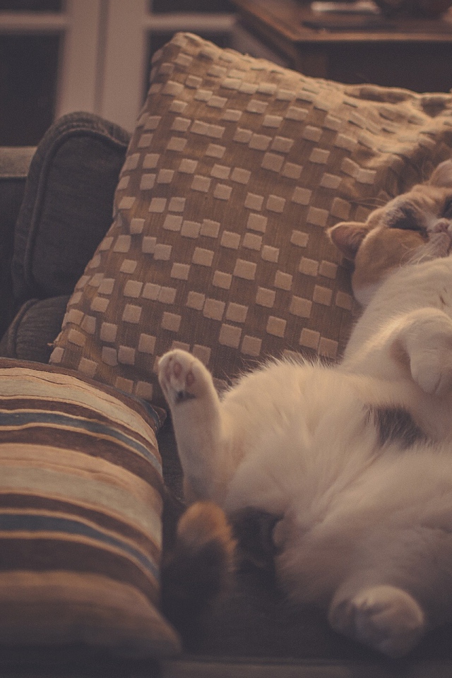 Кот в подушках