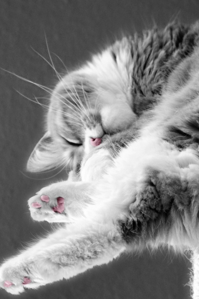 Кошка сладко спит