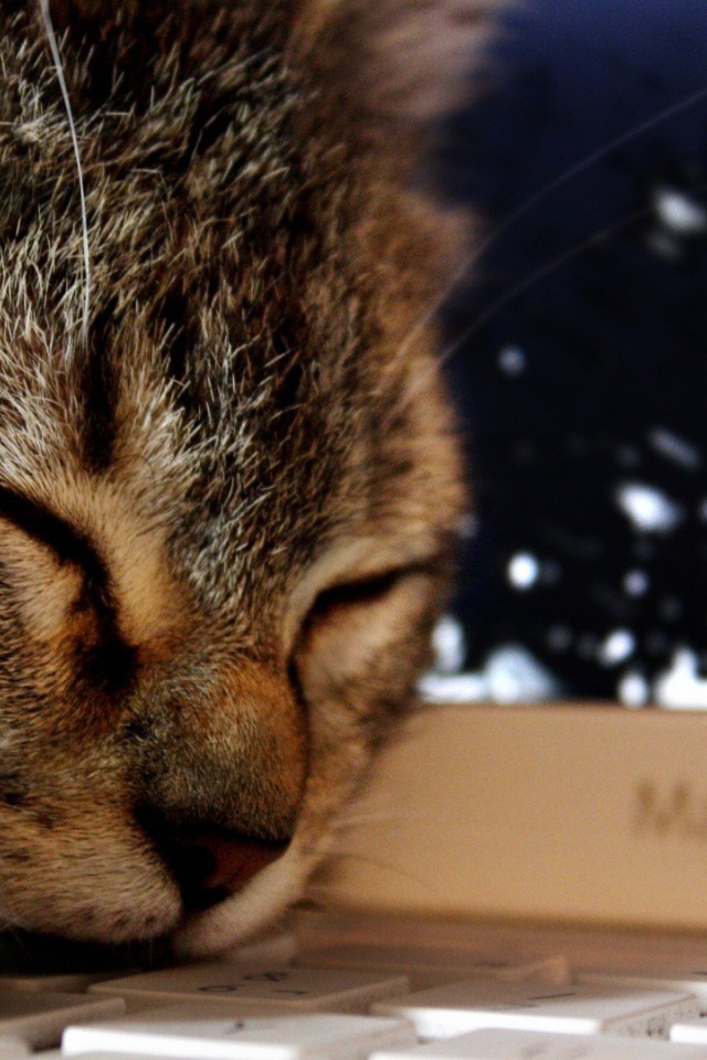 Кот спит на клавиатуре ноутбука