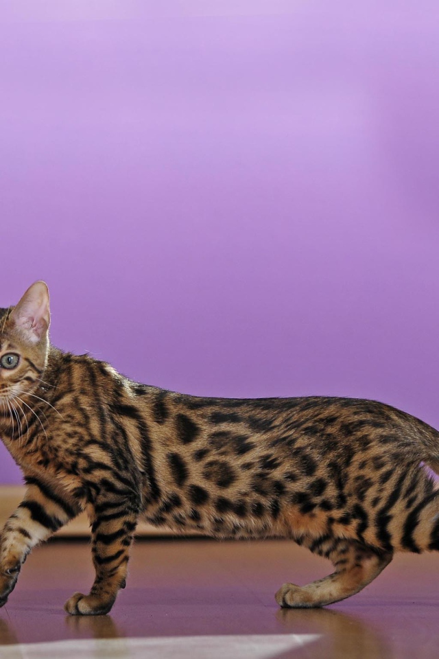 Молодой бенгальский кот крадётся