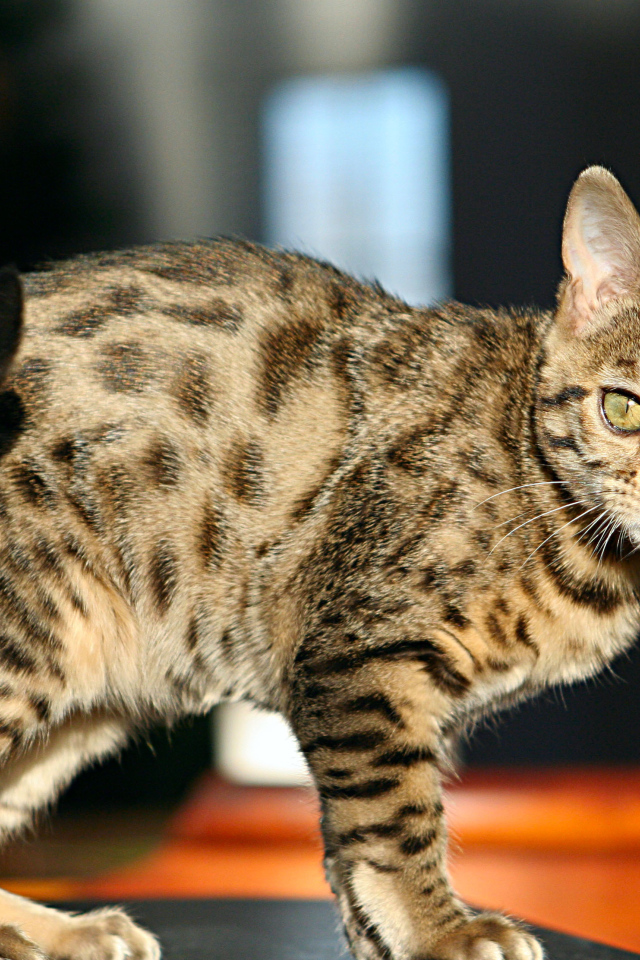 Молодой зеленоглазый бенгальский кот