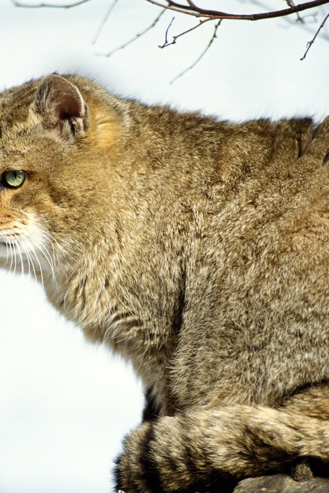 Толстый Мартовский кот