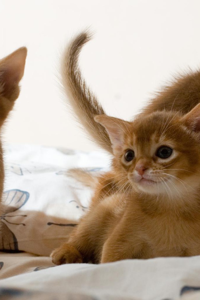 Три милых котенка