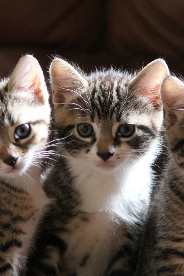 Three little kitten