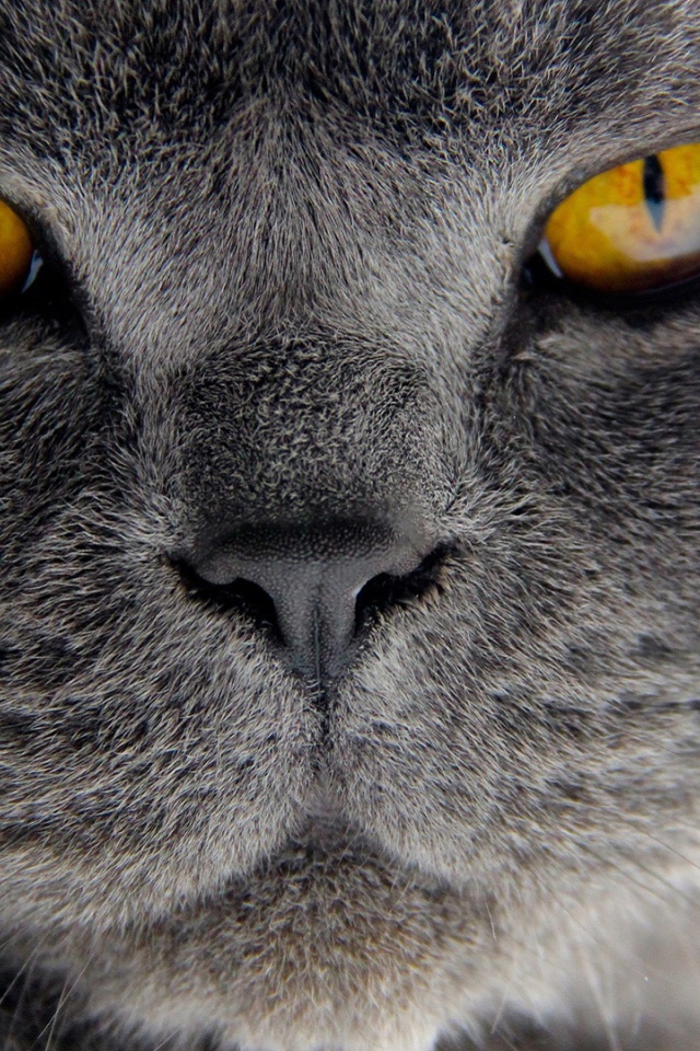 Хитрый британский кот