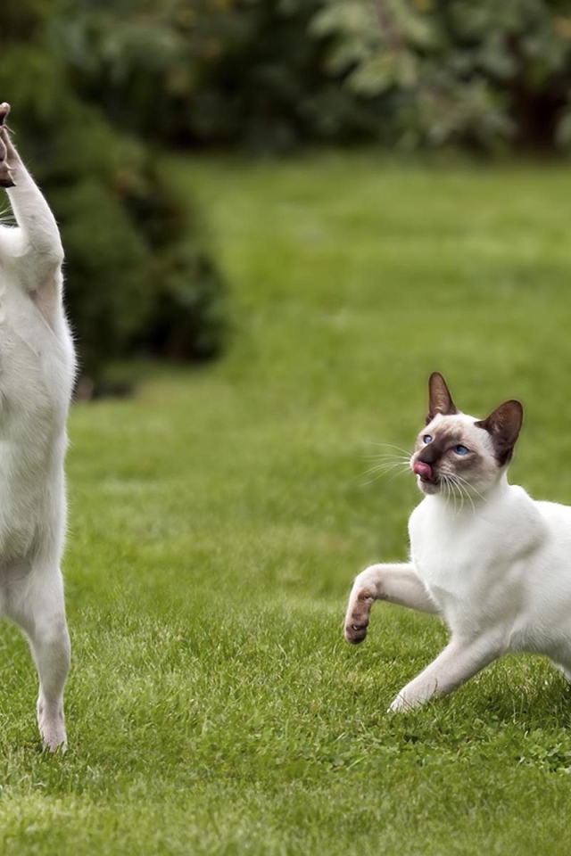 Два сиамских кота поймали мышь