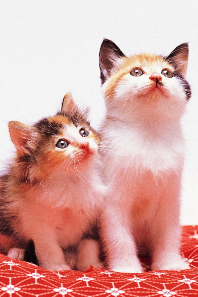 Two cute kitten