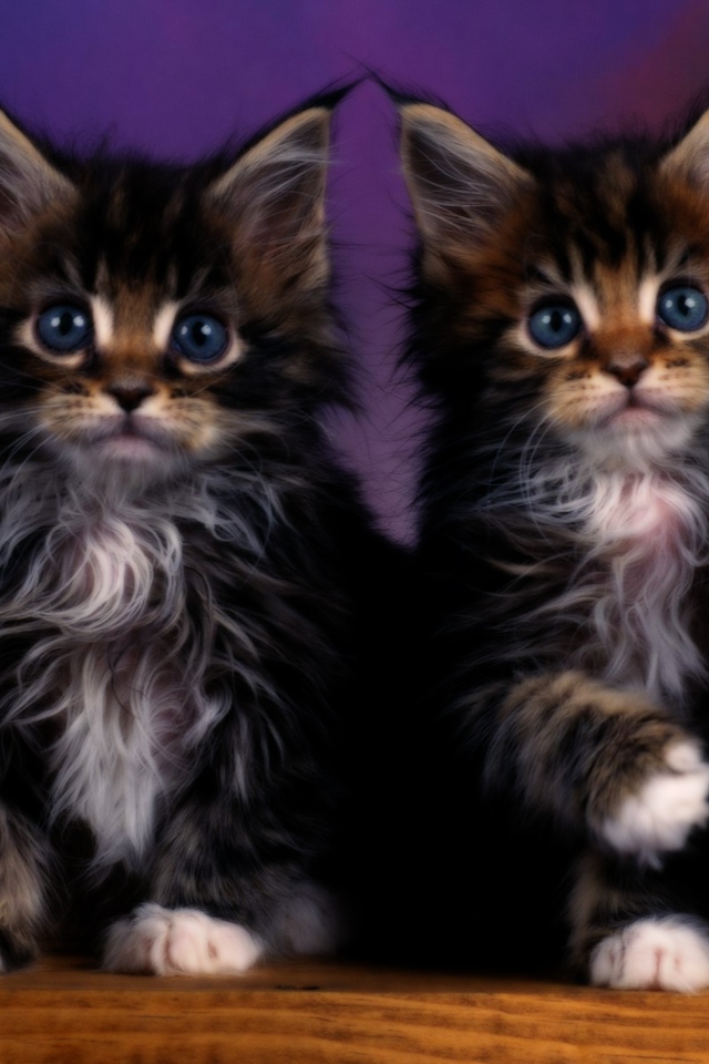 Два котенка с голубыми глазами