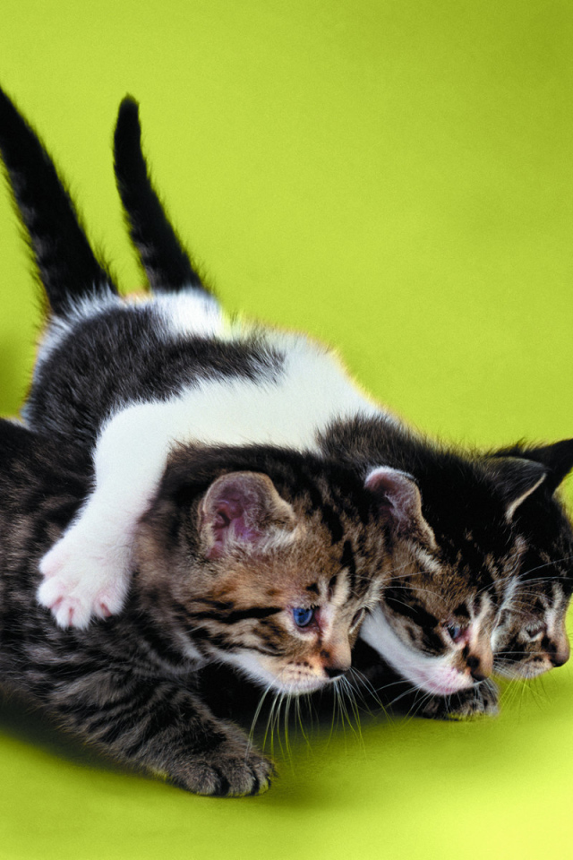 Два котёнка тащат третьего