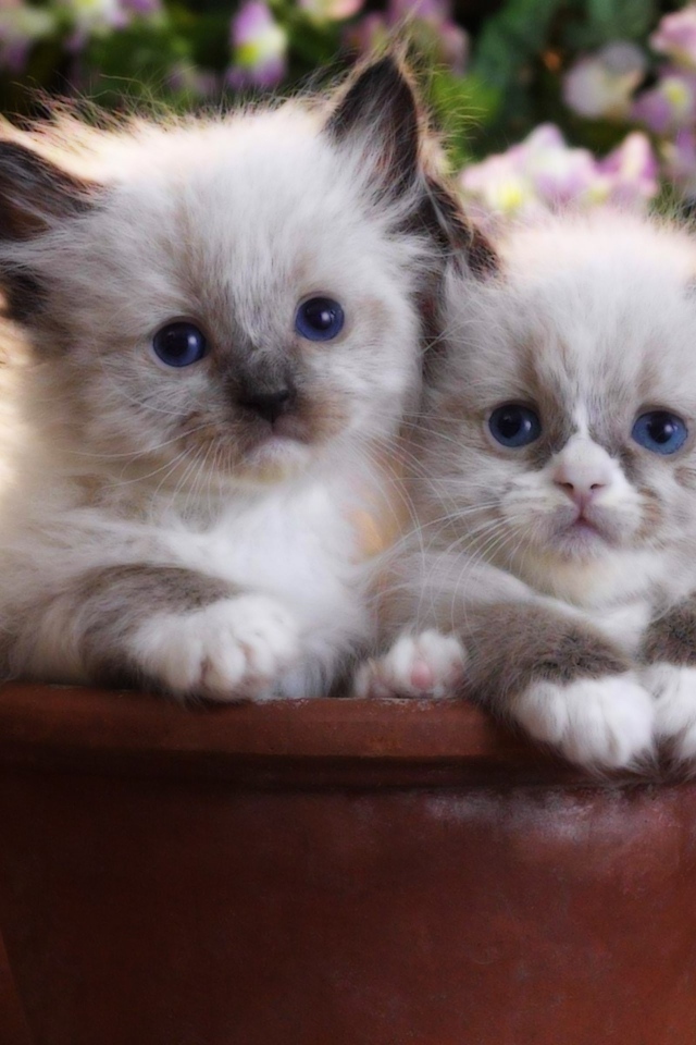 Два котенка в цветочном горшке