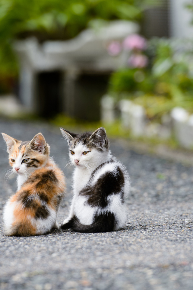 Два котёнка на дороге