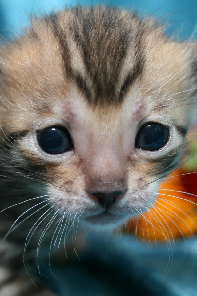 Совсем маленький серебристый бенгальский кот
