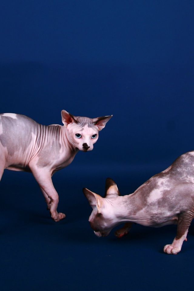Коты сфинкс на синем фоне